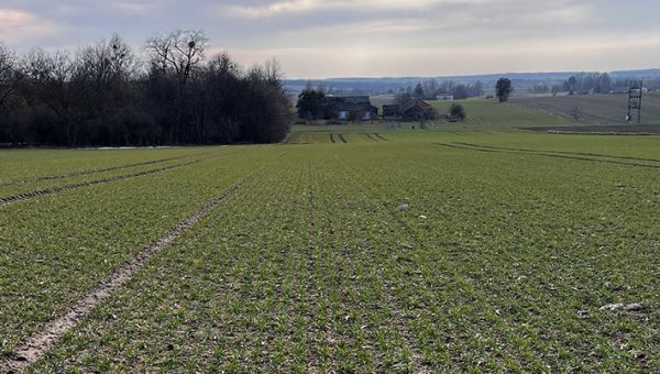 I Wiosenna lustracja pszenicy w Bychawie